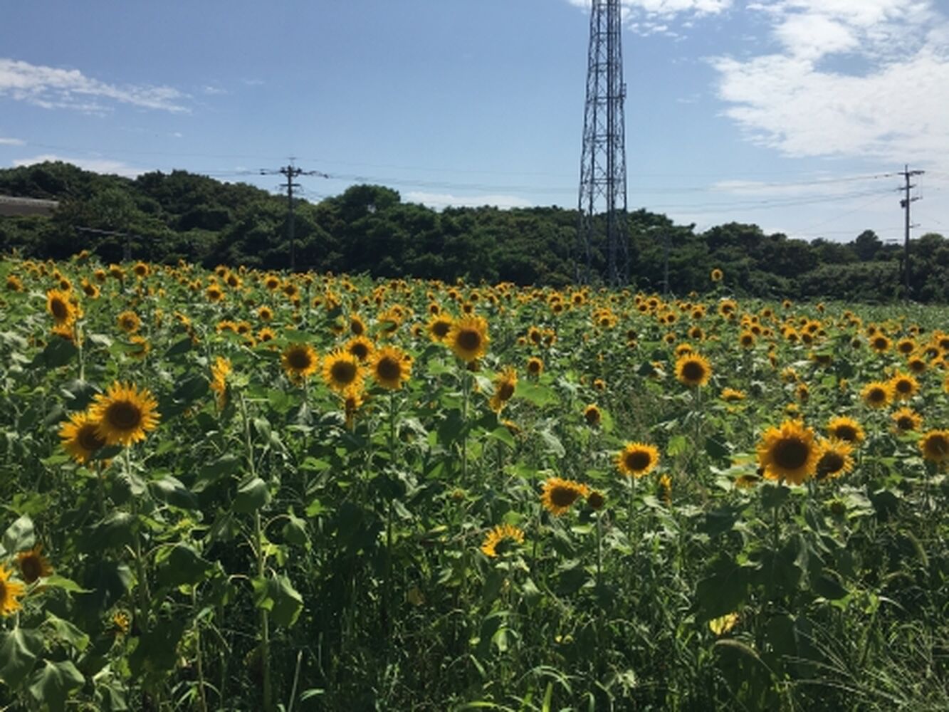 ブログ