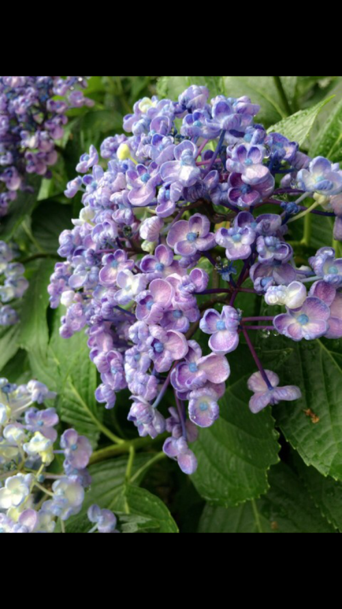 紫陽花、梅雨