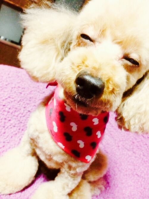 愛犬