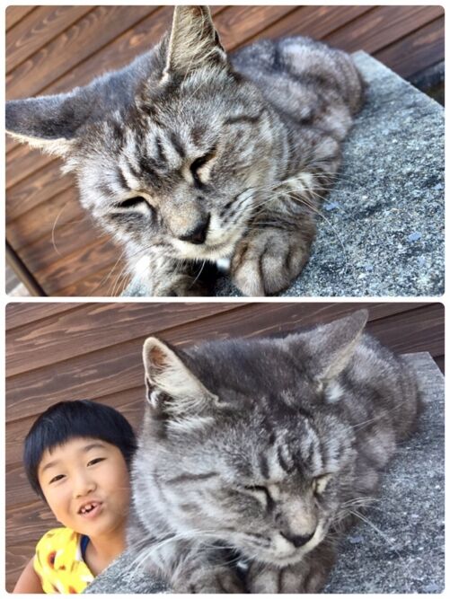 癒しネコ☆