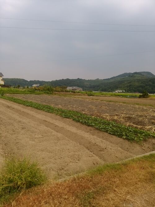 お盆は……