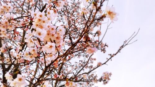 八幡西区　美容室　桜