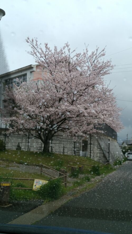 春…？