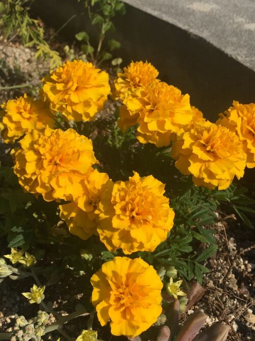 デセオの花壇に