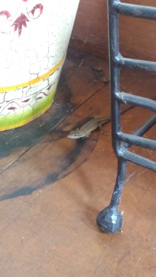 小さな生き物