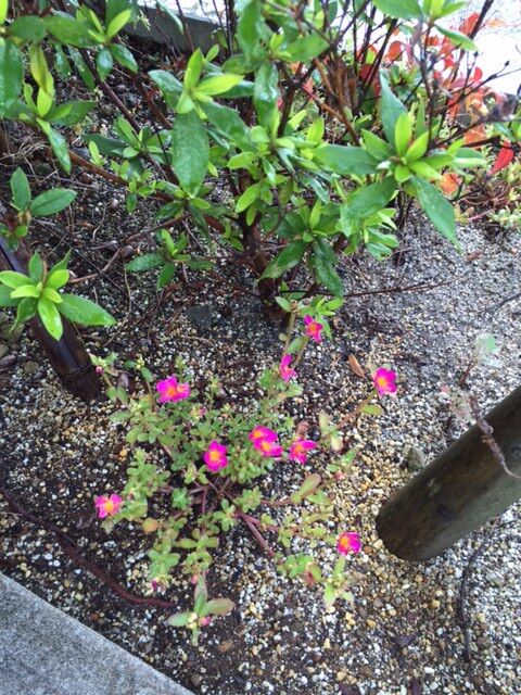ポーチュラカ