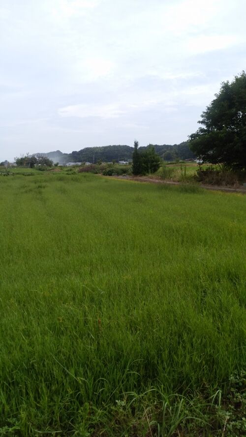 お盆は