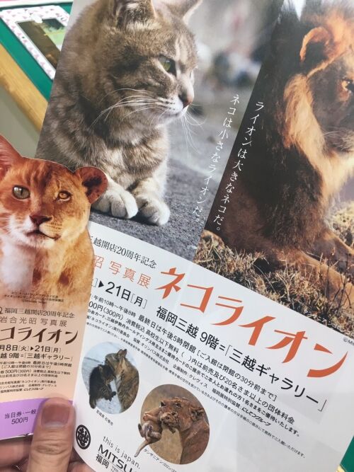 ネコライオン
