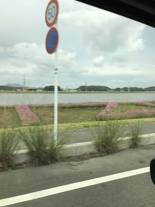 秋桜
