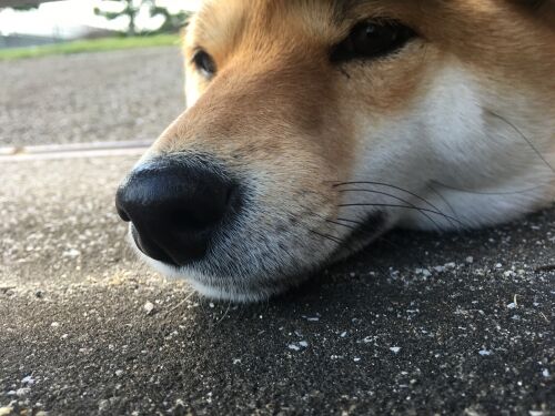 いぬ