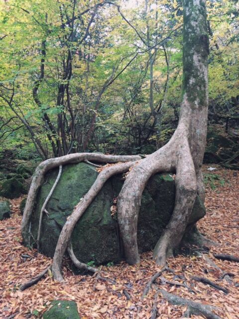 男池のパワースポット☆
