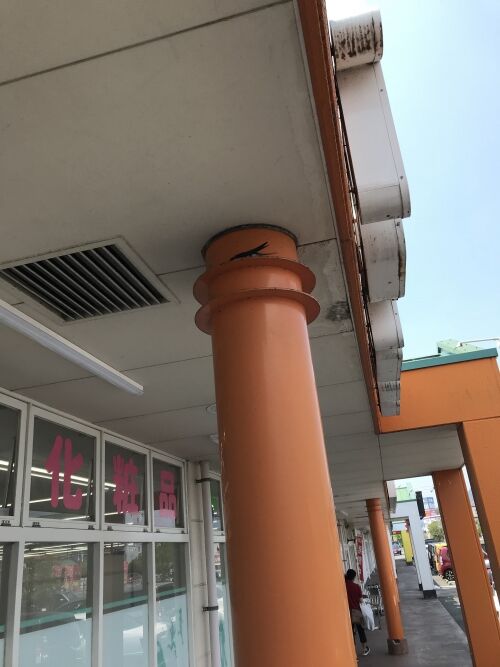 ツバメ