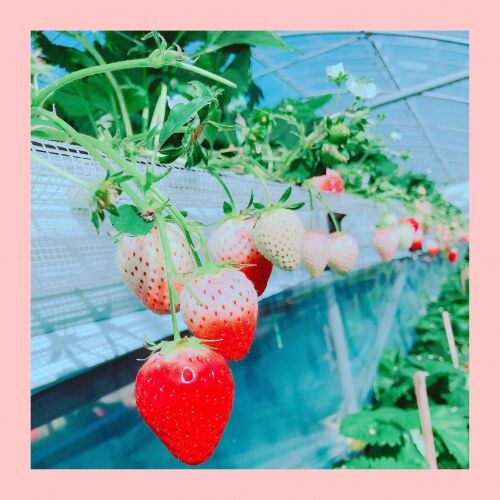 いちごの季節♪