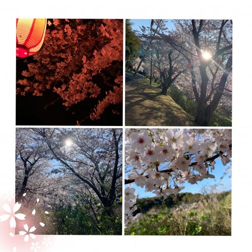 お花見日和♪