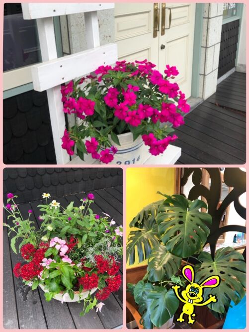 Summer Flower